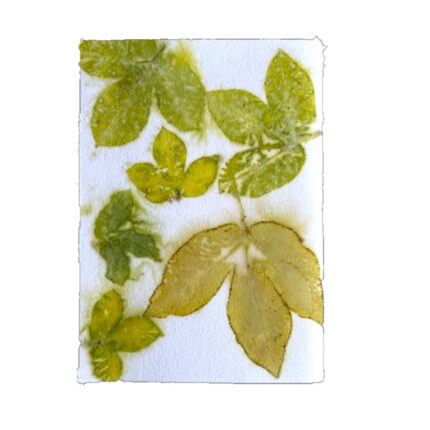 Seed paper