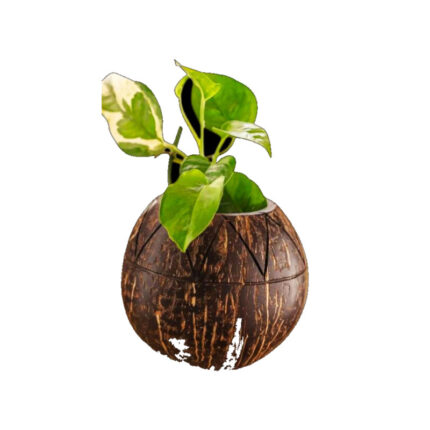 Coconut shell